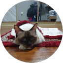 Raqib profile picture